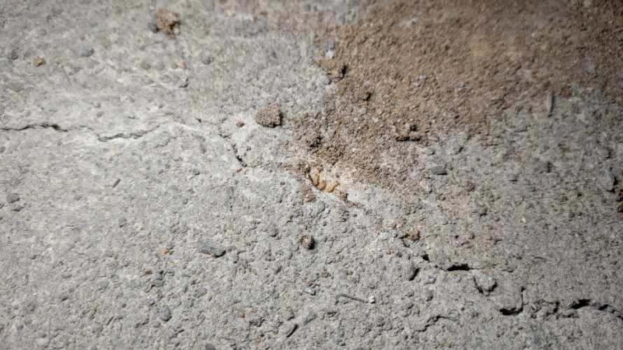 クラックから出てくるシロアリ